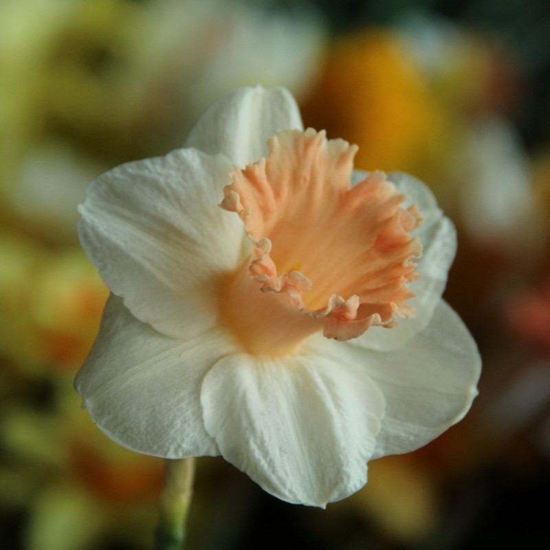 Narcissus 'Pink Parasol'