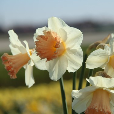 Narcissus 'Pink Parasol'