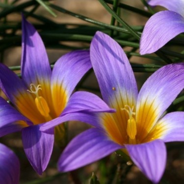 Romulea clusiana