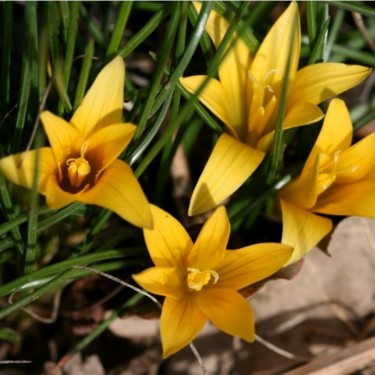 Romulea crocea