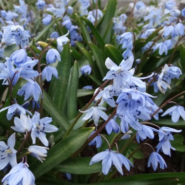Scilla melaina Scilla melaina