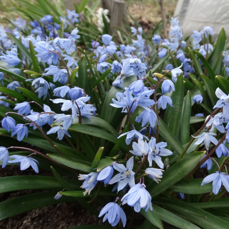 Scilla melaina Scilla melaina