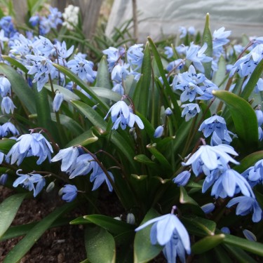 Scilla melaina Scilla melaina