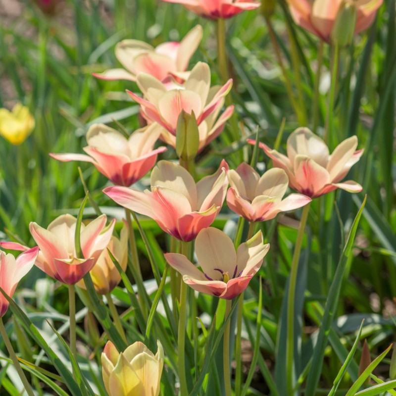 Tulipa clusiana 'Annika' Tulipa clusiana 'Annika'