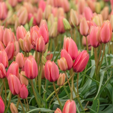 Tulipa clusiana 'Annika' Tulipa clusiana 'Annika'