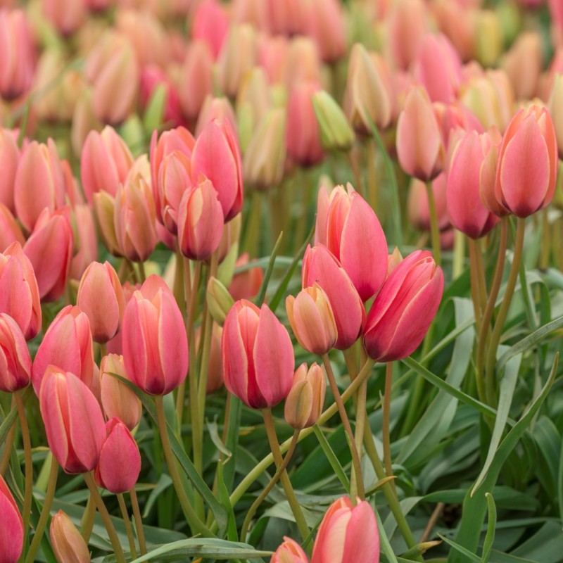 Tulipa clusiana 'Annika' Tulipa clusiana 'Annika'
