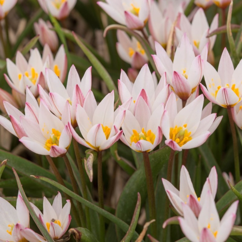 Tulipa cretica 'Hilde' Tulipa cretica 'Hilde'