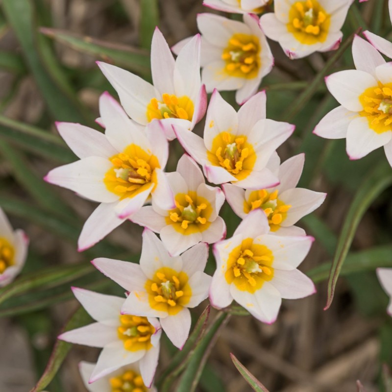 Tulipa cretica 'Hilde' Tulipa cretica 'Hilde'