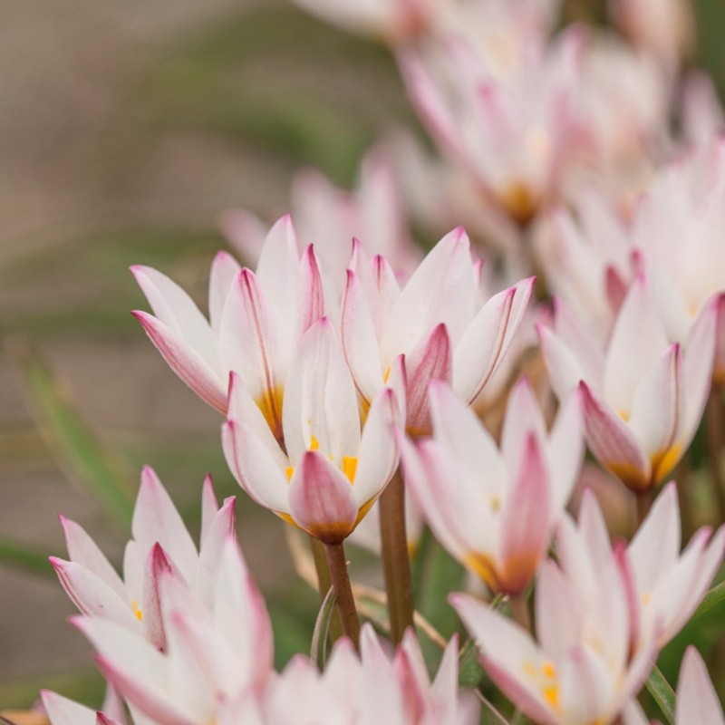 Tulipa cretica 'Hilde' Tulipa cretica 'Hilde'