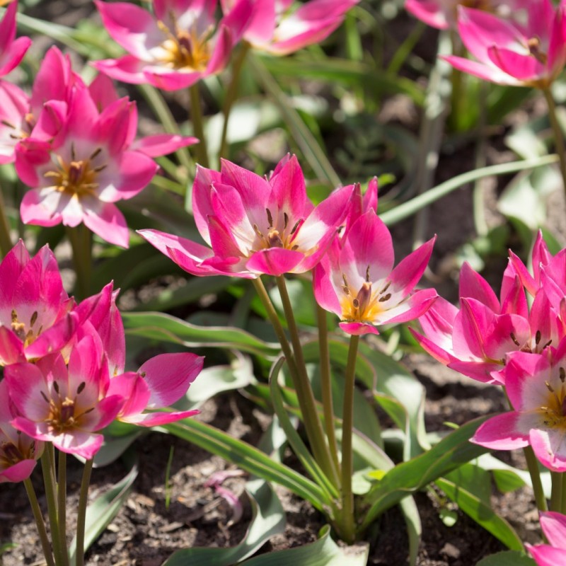 Tulipa 'Garden of Clusius' Tulipa 'Garden of Clusius'