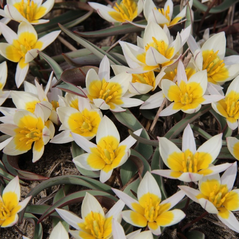 Tulipa subbiflora Tulipa subbiflora