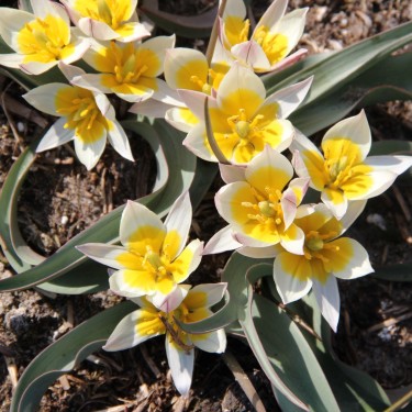 Tulipa subbiflora Tulipa subbiflora