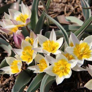 Tulipa subbiflora Tulipa subbiflora