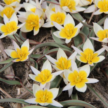 Tulipa subbiflora Tulipa subbiflora