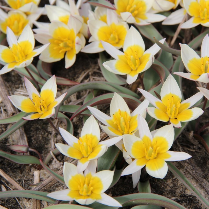 Tulipa subbiflora Tulipa subbiflora