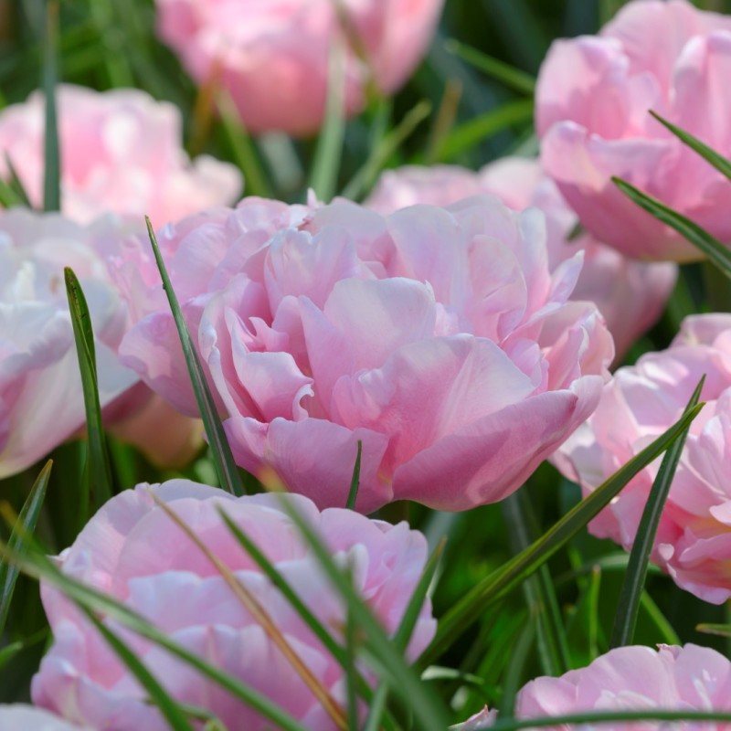 Tulipa 'Mariage'