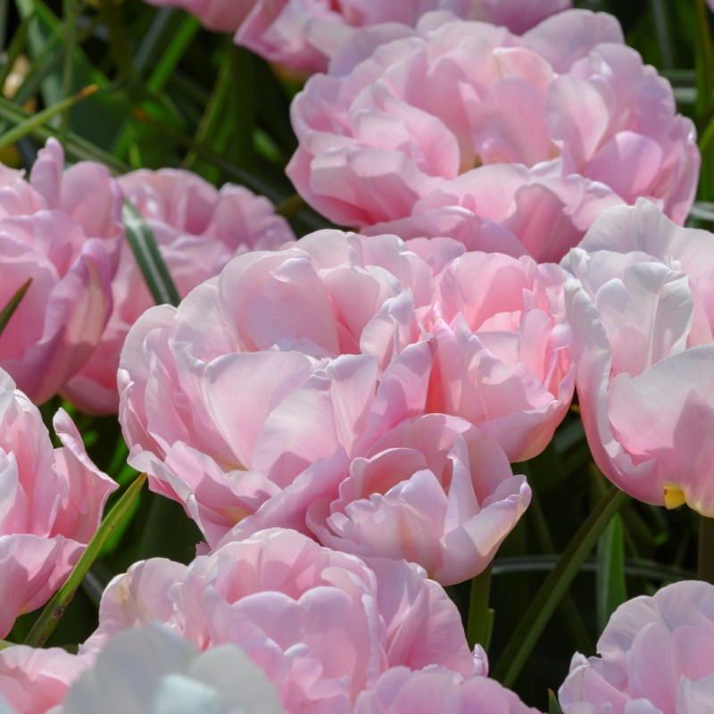 Tulipa 'Mariage'