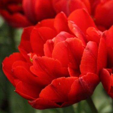 Tulipa 'Red Princess'