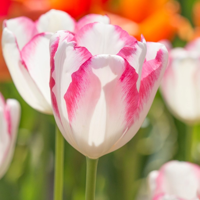 Tulipa 'Graceland' Tulipa 'Graceland'
