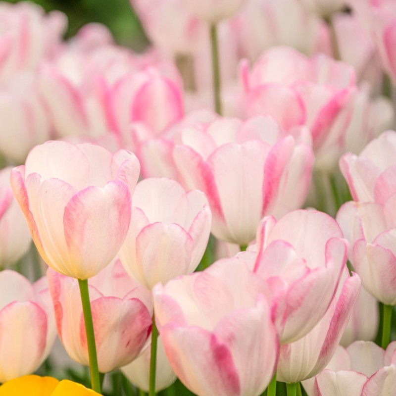Tulipa 'Graceland' Tulipa 'Graceland'