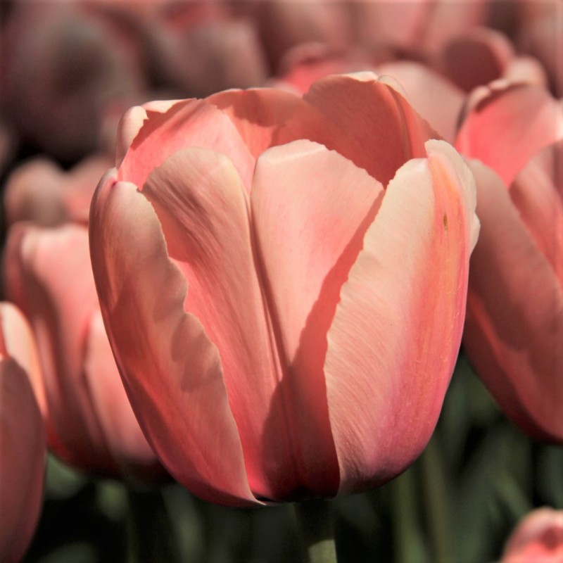 Tulipa 'Salmon Impression' Tulipa 'Salmon Impression'