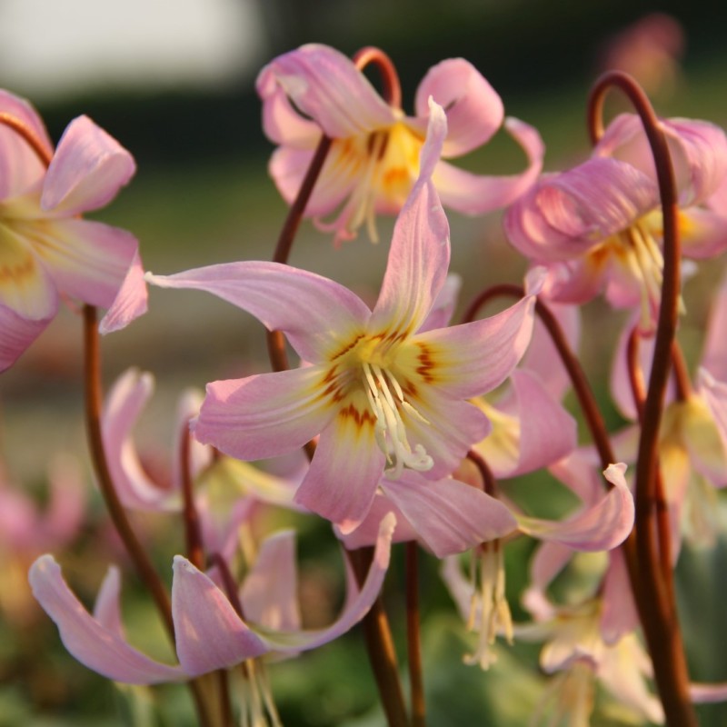 Erythronium x revolutum 'Rosy Wing' Erythronium x revolutum 'Rosy Wing'