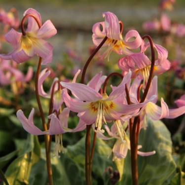 Erythronium x revolutum 'Rosy Wing' Erythronium x revolutum 'Rosy Wing'