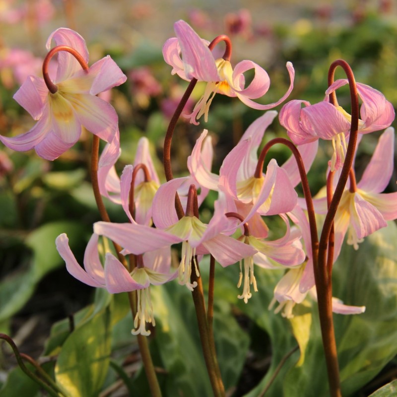 Erythronium x revolutum 'Rosy Wing' Erythronium x revolutum 'Rosy Wing'