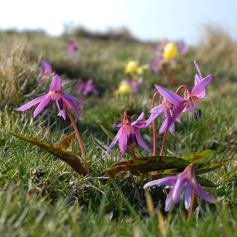 Erythronium dens-canis Erythronium dens-canis