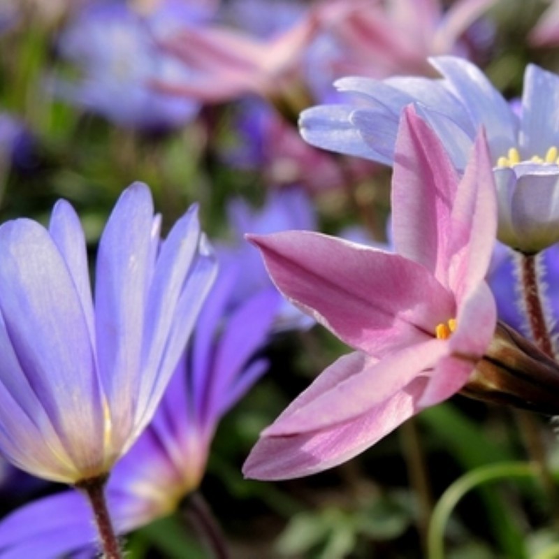 Beauty from Nature -pakket- Beauty from Nature -pakket-