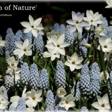 Breath of Nature - pakket-