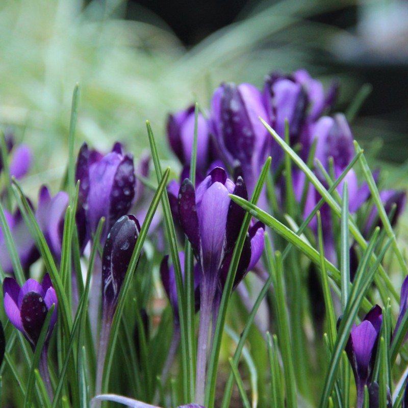 Crocus minimus 'Bavella'