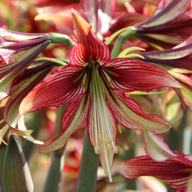 Hippeastrum 'Mystica' Hippeastrum 'Mystica'