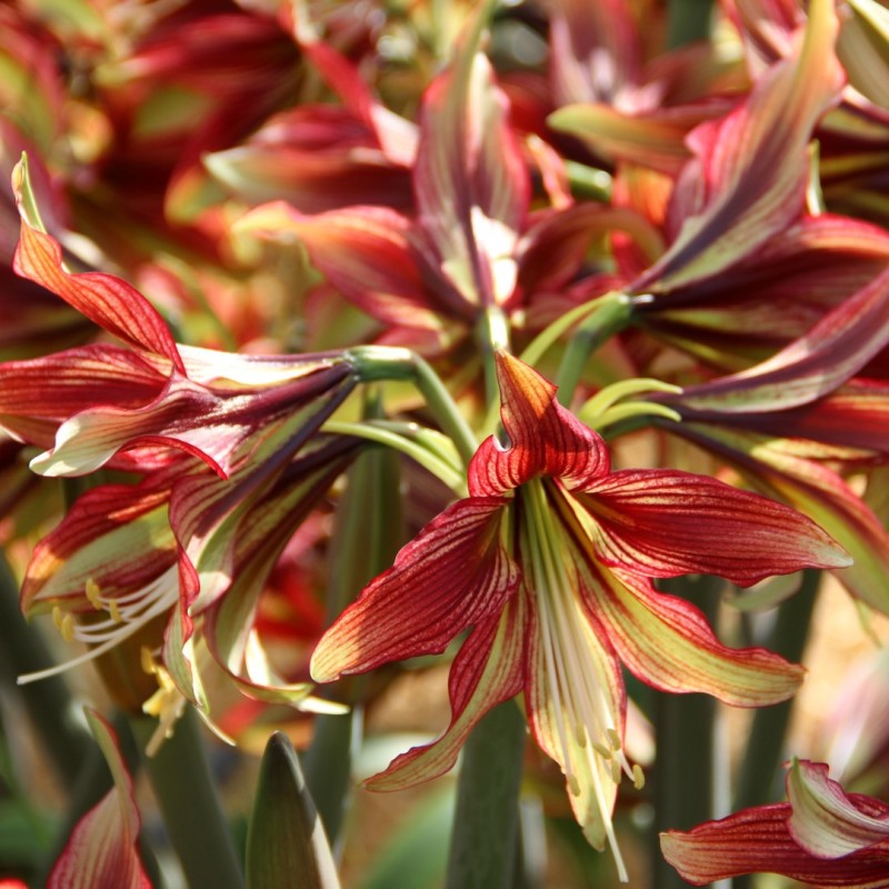 Hippeastrum 'Mystica' Hippeastrum 'Mystica'