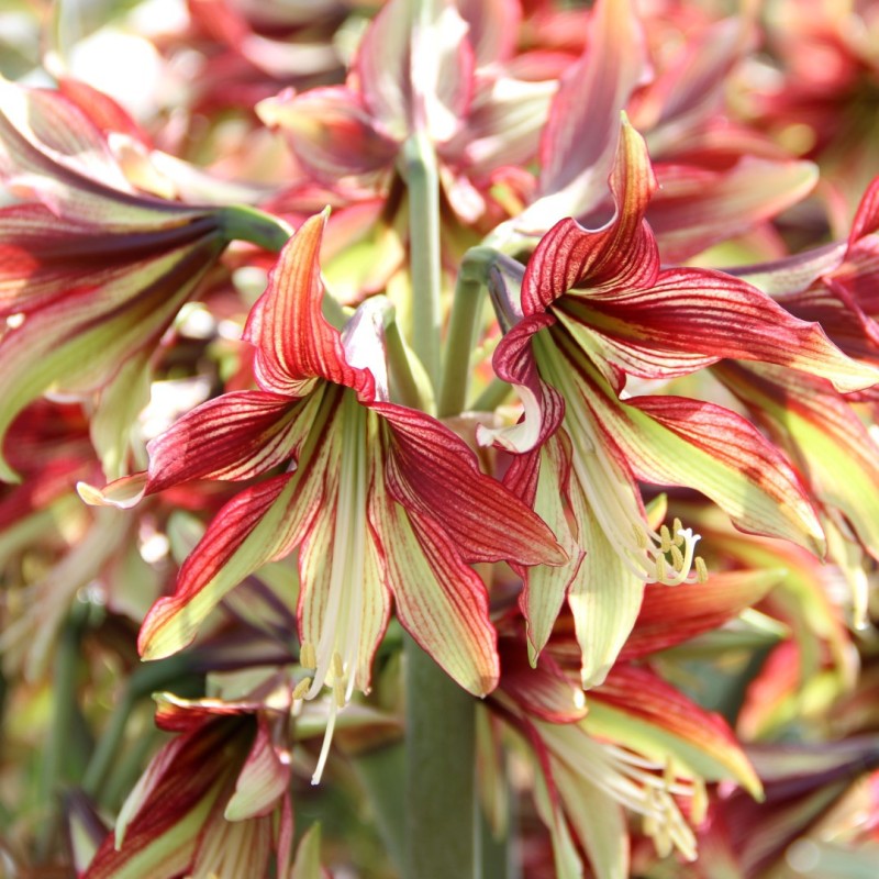 Hippeastrum 'Mystica' Hippeastrum 'Mystica'