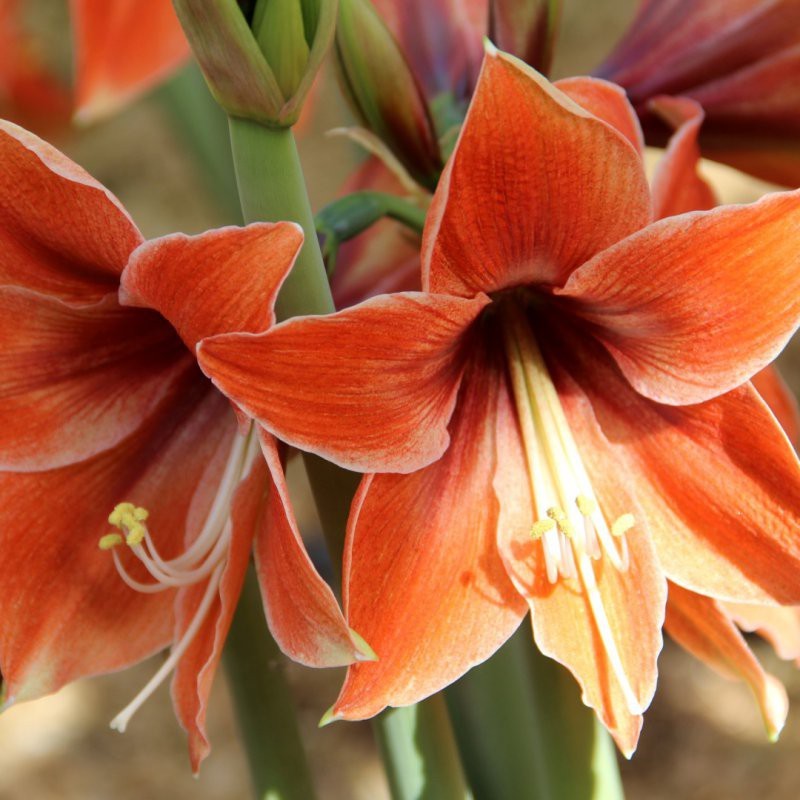 Hippeastrum 'Tierra' Hippeastrum 'Tierra'