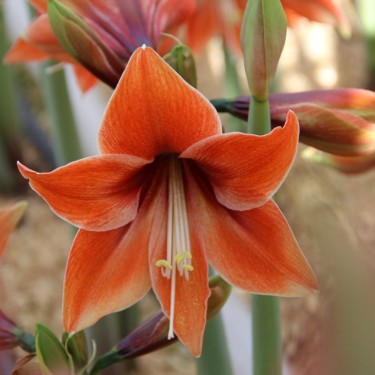 Hippeastrum 'Tierra' Hippeastrum 'Tierra'