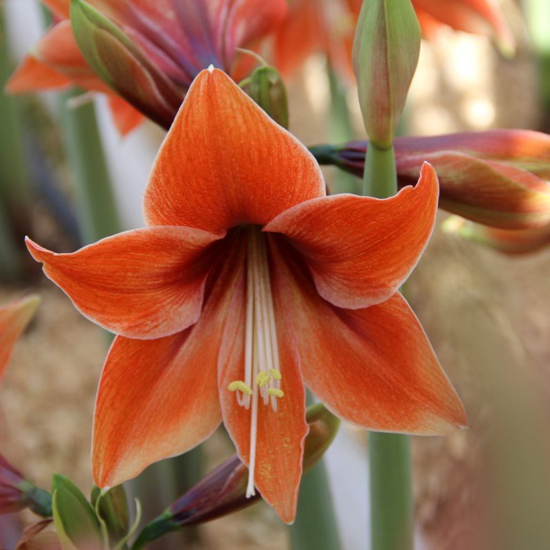 Hippeastrum 'Tierra' Hippeastrum 'Tierra'