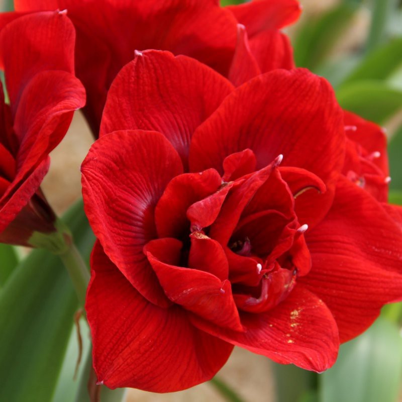 Hippeastrum 'Velvet Nymph' Hippeastrum 'Velvet Nymph'