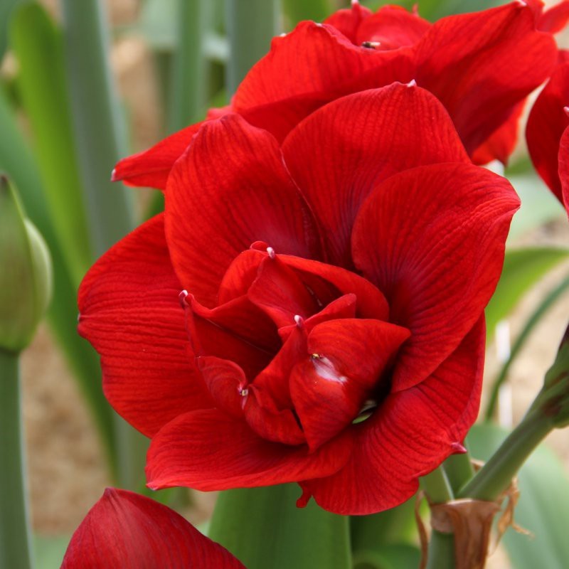 Hippeastrum 'Velvet Nymph' Hippeastrum 'Velvet Nymph'