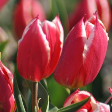 T. 'Duc van Tol Red and White'
