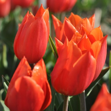 Tulipa 'Duc van Tol Orange'