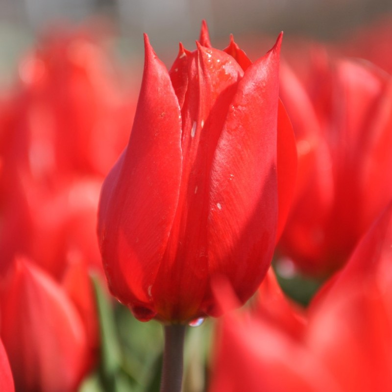 Tulipa 'Duc van Tol Scarlet' Tulipa 'Duc van Tol Scarlet'