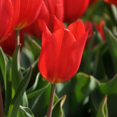Tulipa 'Duc van Tol Scarlet' Tulipa 'Duc van Tol Scarlet'