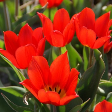 Tulipa 'Duc van Tol Scarlet' Tulipa 'Duc van Tol Scarlet'