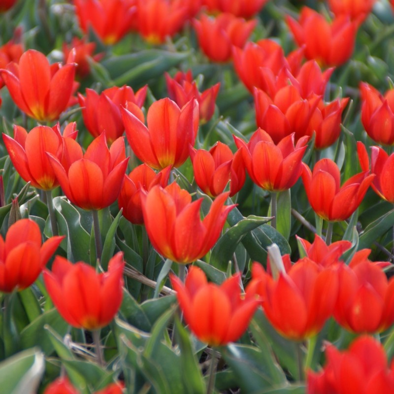 Tulipa 'Duc van Tol Scarlet' Tulipa 'Duc van Tol Scarlet'