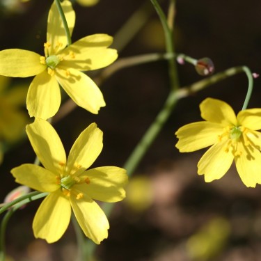 Bongardia chrysogonum