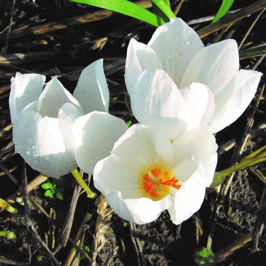 Crocus pulchellus 'Michael Hoog'