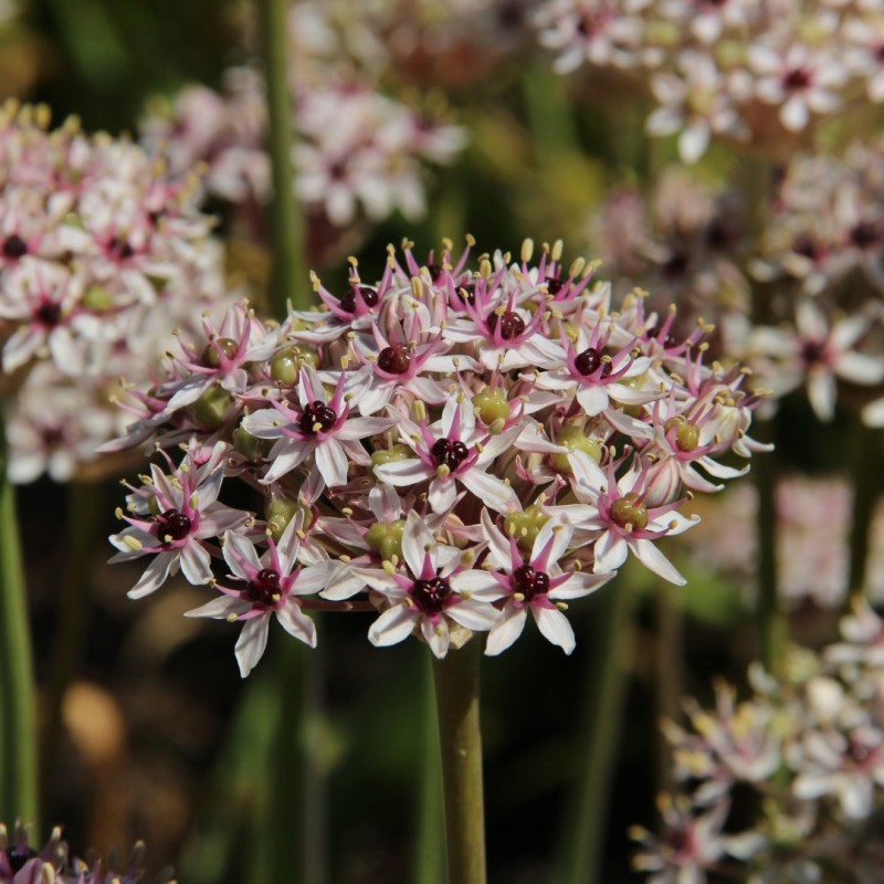 ［新品］SLOTHREAT Allium Pre-order Longfield Gardens Allium | Costco