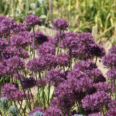 Allium caesium -Wine-